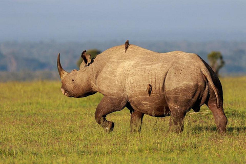 Nairobi: Ol Pejeta Conservancy Day Trip with Game Drives