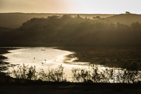 Van Agadir: Sous Massa National Park Woestijnsafari met lunch