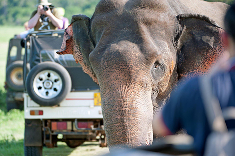 2-Day Galle to Sigiriya Tour with Minneriya Safari