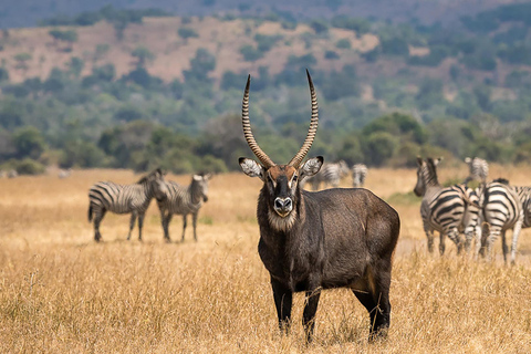 Akagera Wildlife Photography Safari: Big Five & Boat Cruise