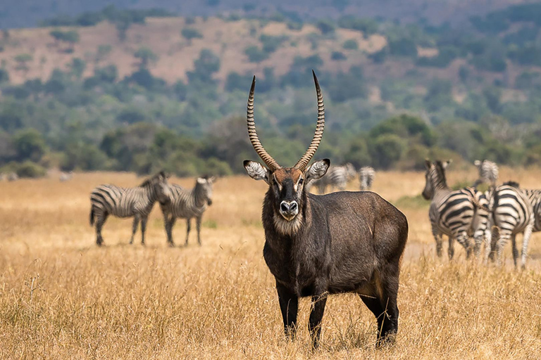 Akagera Wildlife Photography Safari: Big Five & Boat Cruise