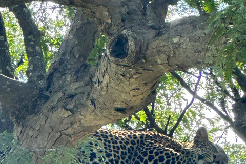 Z Zanzibaru: 2-dniowe safari w Selous z lotami i spacerem po buszuZanzibar: Selous 2-Day Safari with Flights &amp; Bush Walk