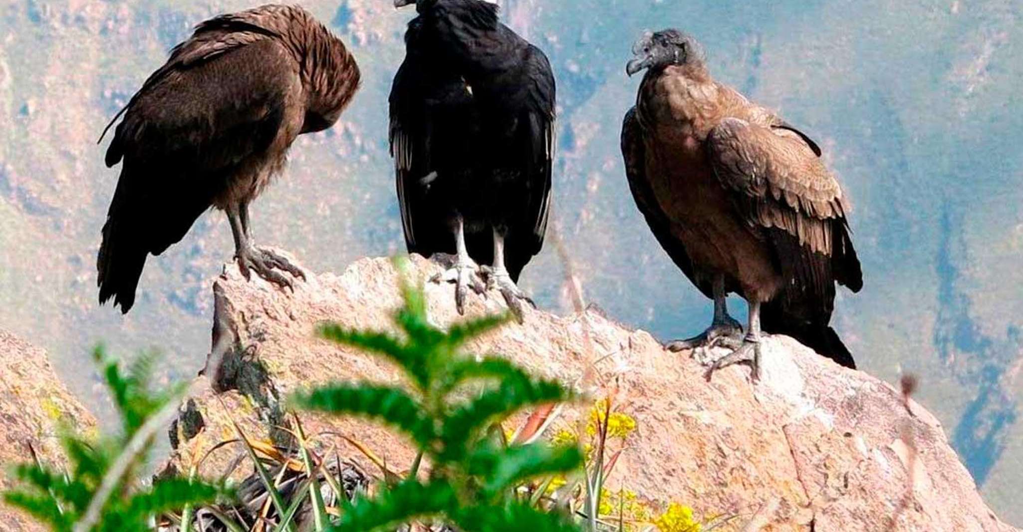 من أريكويبا، وكولكا واين كلوكا رحلة يومين + 3 فندق ستار - Hizvo