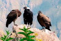 De Arequipa, Colca Canyon Excursion 2 jours + Hôtel 3 étoiles - Hizvo