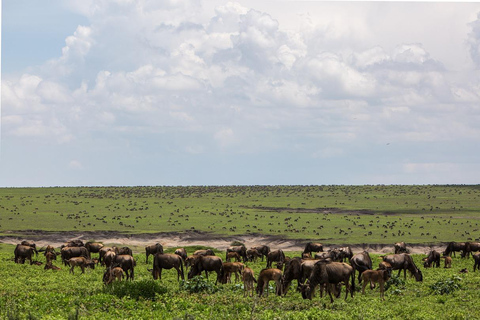 8-Day Group budget Safari Through Kenya and Tanzania