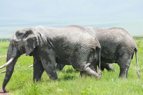 5 DAY SAFARI INTO THE WILD