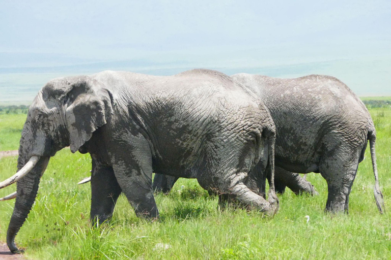 5 DAY SAFARI INTO THE WILD