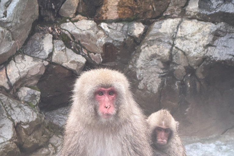 Depuis Tokyo : Excursion d&#039;une journée au parc des singes des neiges de Nagano et au temple Zenkoji