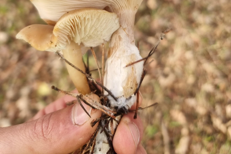 La Rioja : visite guidée à véloRoute des vins de Haro