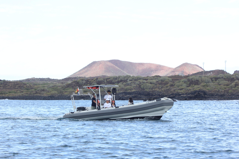 Tenerife : Tour en bateau pour observer les baleines avec un biologiste marin