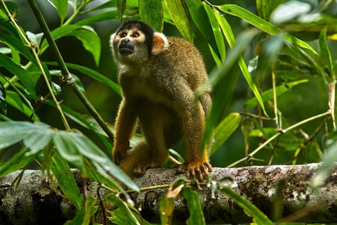 L&#039;île aux singes + Excursion à la chauve-souris