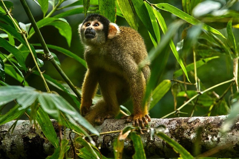 L&#039;île aux singes + Excursion à la chauve-souris