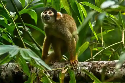 Puerto Maldonado : 3 jours d'excursion dans la forêt amazonienne avec hébergement