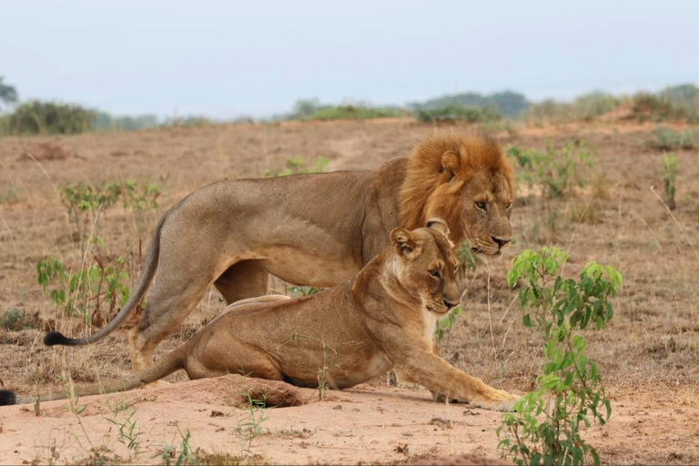 Uganda: 5-Day Safari with Queen Elizabeth & Lake Mburo