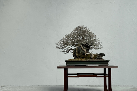 Nagoya: Private Bonsai Workshop with Master Ajisawa Masterpiece Bonsai Experience (1 hour)