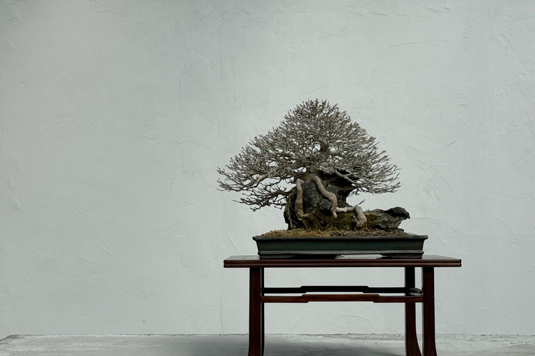 Nagoya: Private Bonsai Workshop with Master Ajisawa Masterpiece Bonsai Experience (1 hour)