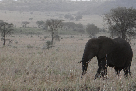 Safari de 4 días por Uganda con gorilas desde Kigali