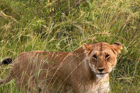 Nairobi: 3-Day epic trip to Maasai Mara Reserve with meals 3 days, 2 nights private safari to Mara in a tourist VAN