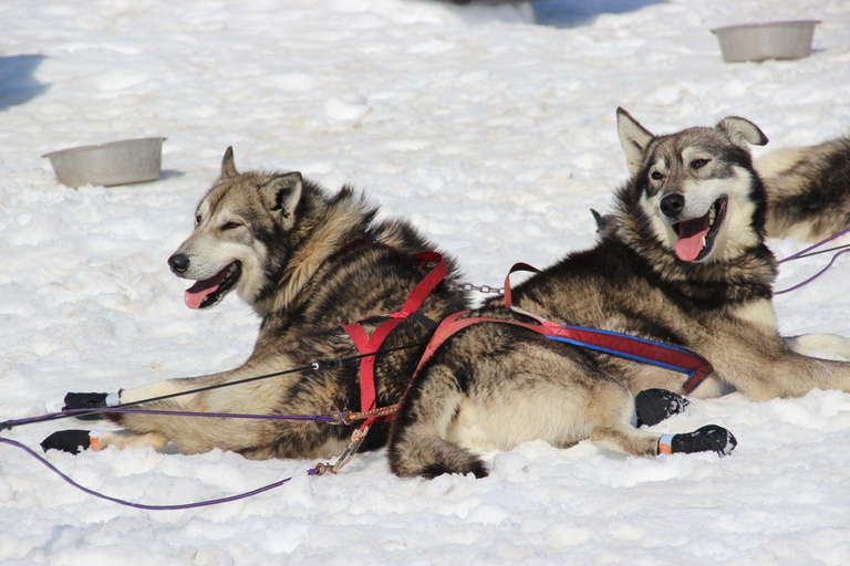 Seward, Alaska: Helicopter Glacier Dog Sledding Adventure