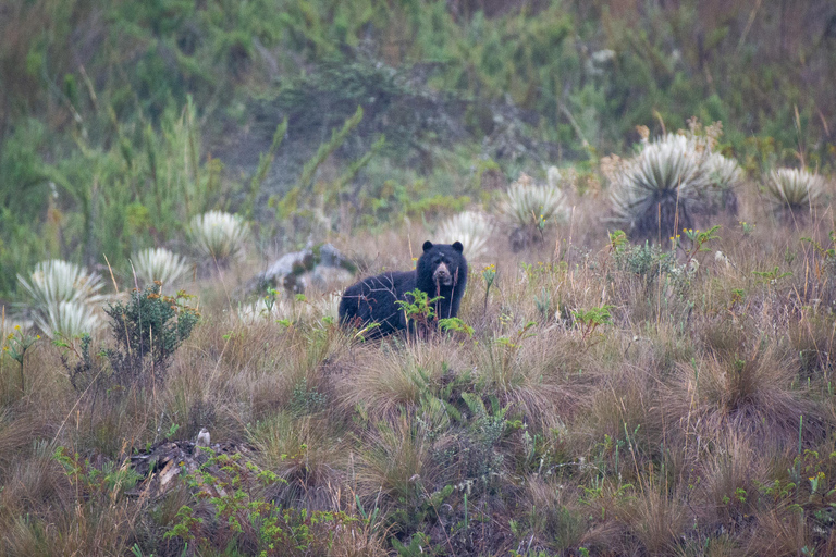 Private sight Tour Chingaza Paramo from Bogota, Andean BearPrivate sighting Tour in Chingaza Paramo, Andean Bear