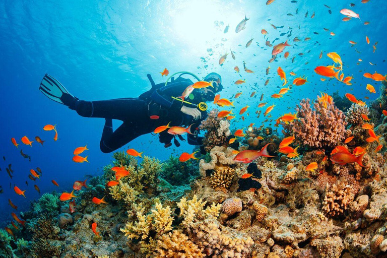 Visita às ilhas Cham e mergulho com snorkel e autônomoExcursão em grupo