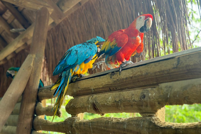 Cartagena: Day Trip Aviary and lunch in baru by boat