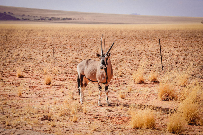 Botswana: Luxury Horseback Ride in Private Wildlife Reserve 1 hour Luxury Horseback Ride in Private Wildlife Reserve