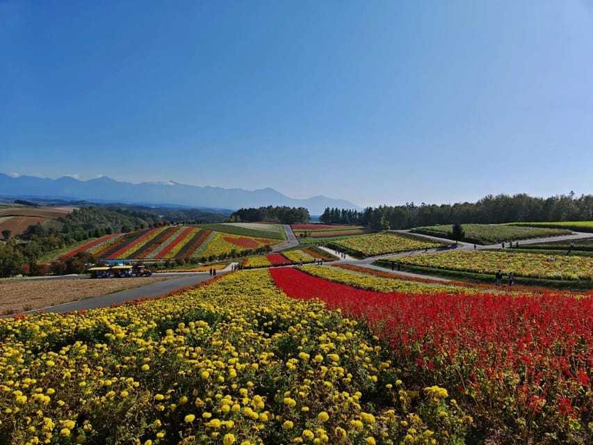 札幌発：富良野と美瑛の花畑ガイド付き1日ツアー