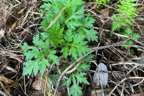 Rural Guilin Tour: Mugwort Rice Ball from Farm to Table Guide for other languages
