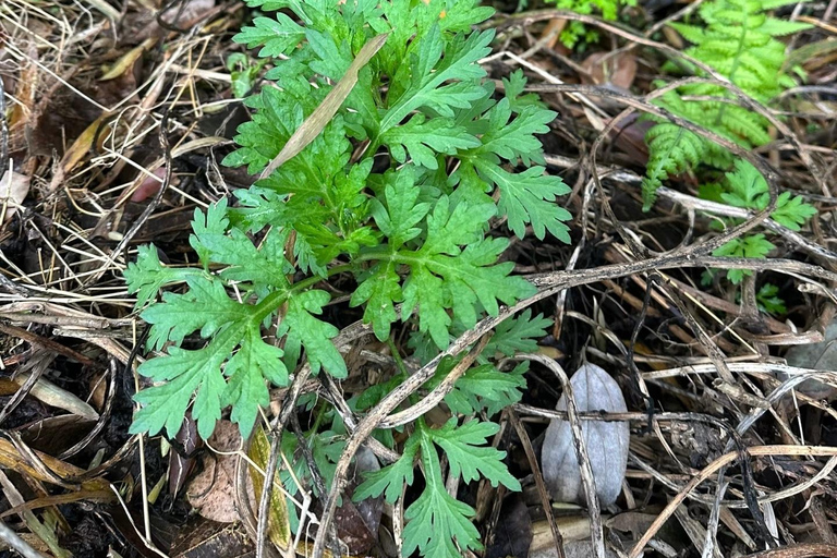 Rural Guilin Tour: Mugwort Rice Ball from Farm to Table Guide for other languages