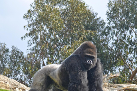 Walencja: Bilet wstępu do Bioparc Valencia