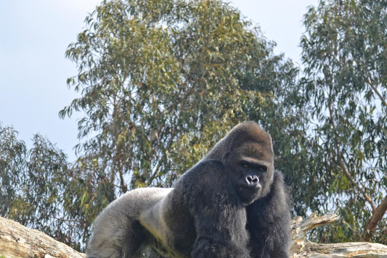 Walencja: Bilet wstępu do Bioparc Valencia