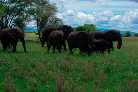 1 dagen Tanzania delen ( join) safari Tour