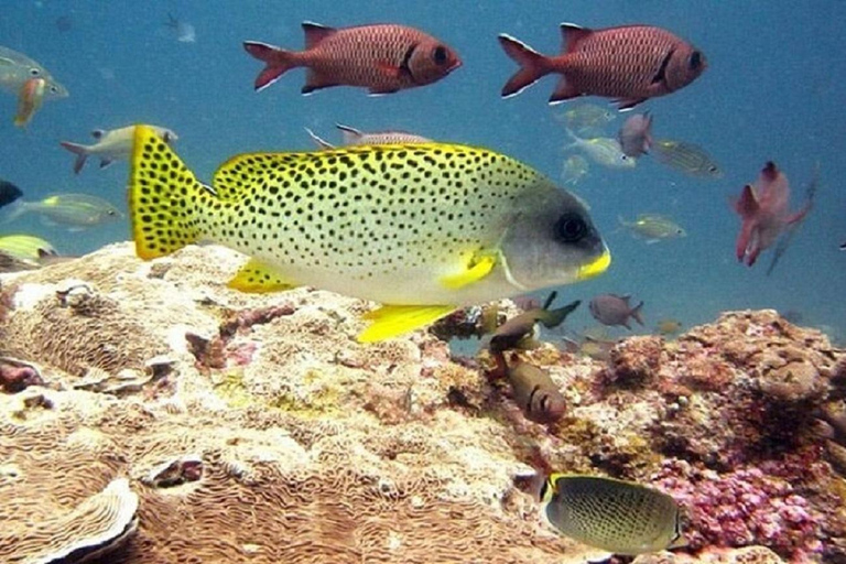 زنجبار: سوبر زانزي ناكوبيندا وجزيرة السجن والمدينة الحجرية