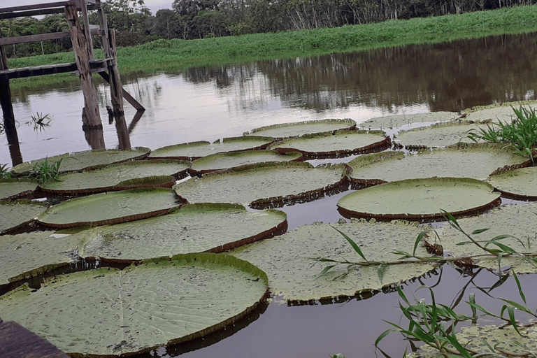 Tour condiviso in motoscafo sul Rio Negro