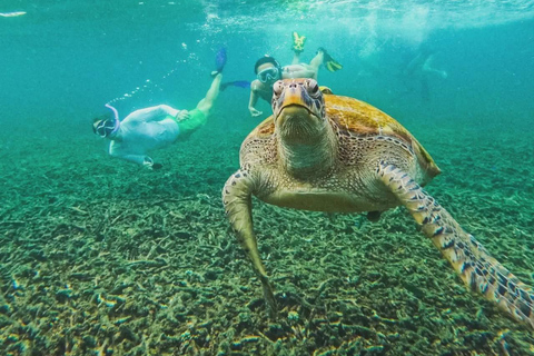Ko Tao: Vintage Boat-Small Group Snorkeling Day Trip w/Meals