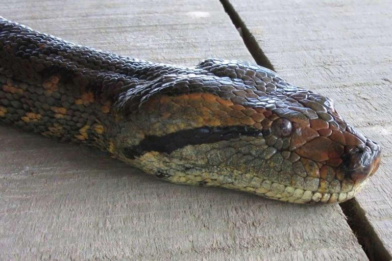 From Loreto: Full Day Nanay River - Momón - Amazonas