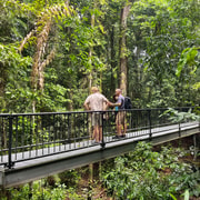 Private Daintree Rainforest and Wildlife Half-Day Tour