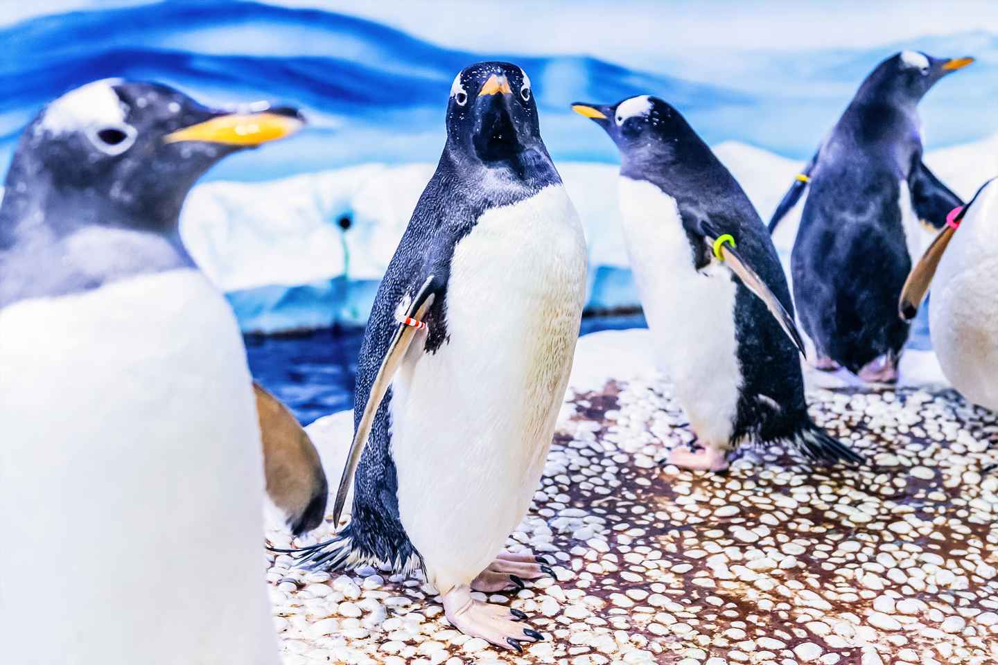 London: SEA LIFE Entry Ticket - Standard Admission