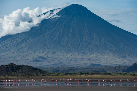 Excursão de 1 dia ao Lago Natron