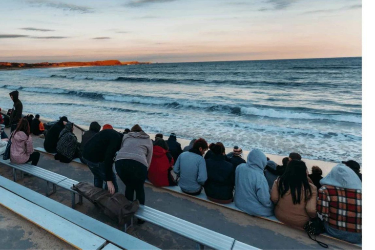 From Melbourne: Phillip Island Penguin Parade Private Tour
