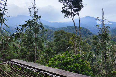 Jakarta: Regenwaldwanderung zu Wasserfall und HängebrückeKurze Wanderung (1,5 km)