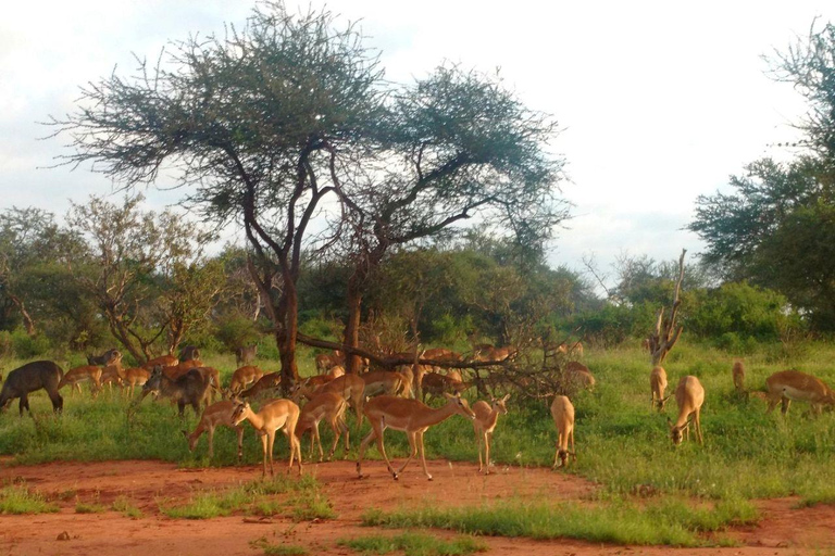 Mombasa/Diani: 2-Day Tsavo East Safari with Meals Private day tour to Tsavo East National Park - VAN