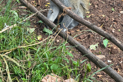 Addis Abeba: Bale-Gebirge &amp; Sof Omar-Höhle 4-tägige TourAddis Abeba: 4-tägige Tour zu den Bale Mountains und der Sof Omar-Höhle
