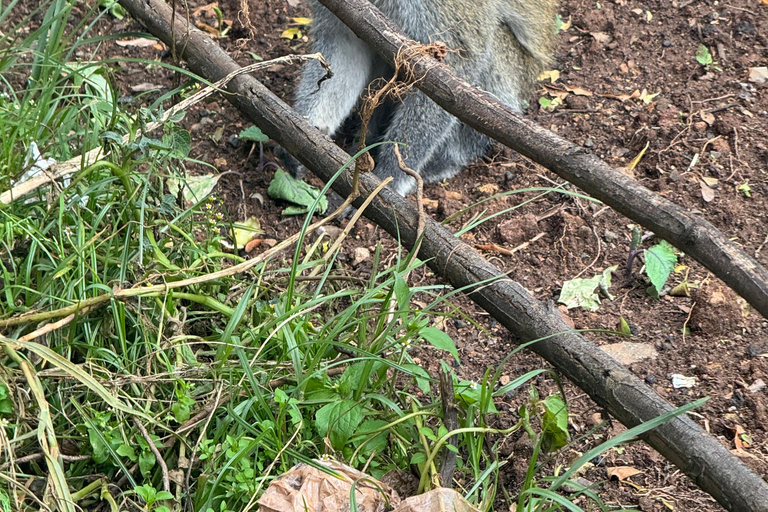 Addis Abeba: Bale-Gebirge &amp; Sof Omar-Höhle 4-tägige TourAddis Abeba: 4-tägige Tour zu den Bale Mountains und der Sof Omar-Höhle
