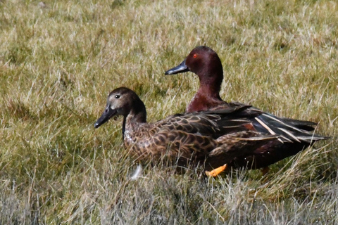 Puno: Birdwatching in the Titicaca National Reserve