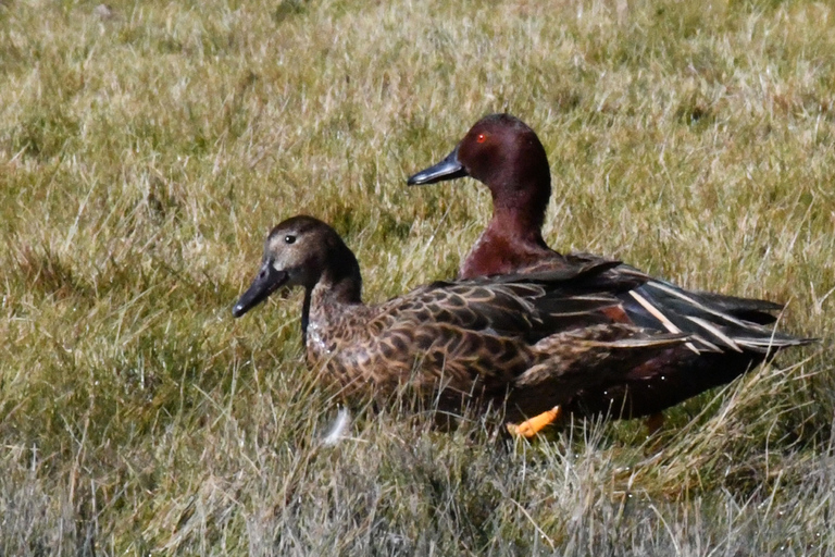 Puno: Birdwatching in the Titicaca National Reserve