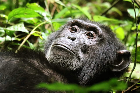 3-Day Bwindi Gorilla Trekking Tour