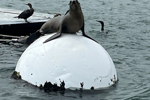 San Diego : Tour en bateau des lions de mer avec capitaine