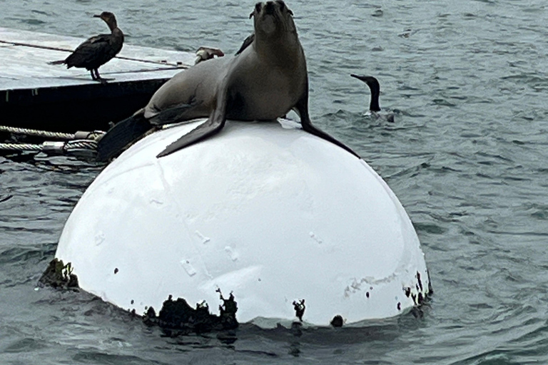 San Diego: Tour en barco con león marino y capitán